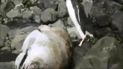 اخر خنده . پریدن پنگوون روی شیر دریایی