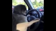 رانندگی سگ !