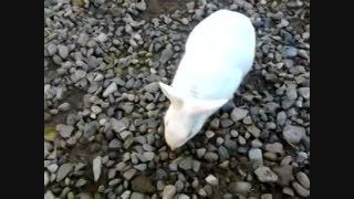 پیپوی بازیگوش  Pipoo rabbit