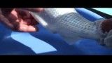 تکثیر مصنوعی ماهی سفید