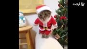 گربه ای در کریسمس