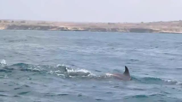 مسابقه با دلفین های جزیره هنگام