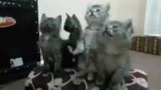 گروه سرود گربه ها
