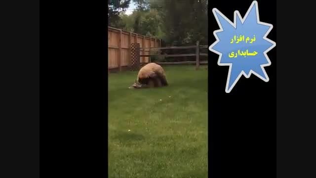 حمله خرس به گوزن همسایه