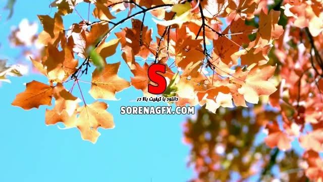 دانلود فوتیج بسیار زیبا با موضوع برگریزان در پاییز