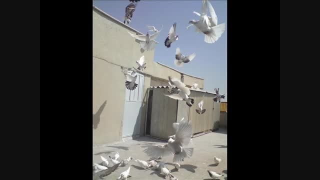 فروشگاه کبوتر در تهران - پرنده در تهران روی دیوار. گرو