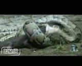 شکار تمساح توسط مار غول پیکر!!!