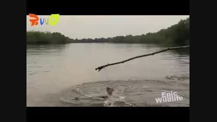 بزرگترین و مخوفترین تمساح جهان