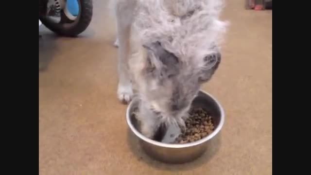 غذا خوردن سگ مبتلا به نادیده انگاری