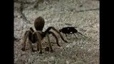 نبرد زنبور قاتل و عنكبوت