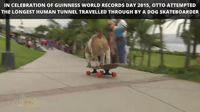شکسته شدن رکورد جهانی گینس توسط سگ اسکیت باز