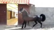 رقص اسب شمشادی