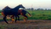 مکالمه دو کره اسب که باعث دعوای اسبانه شد