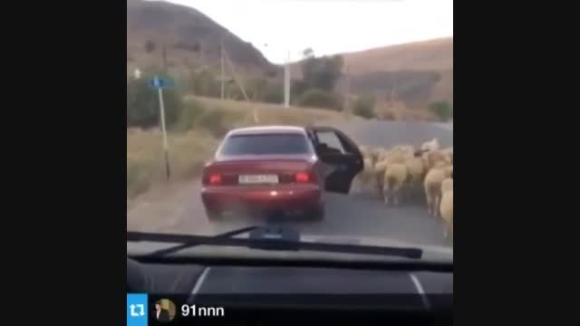 دزدیدن گوسفند!!!!!