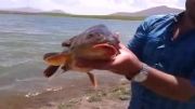 صید و رهاسازی ماهی کپور 6 کیلویی