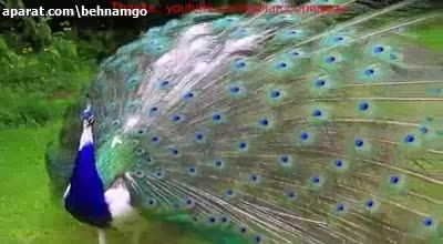 تا حالا پرواز طاووس رو دیدید..!