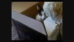 دوستی سگم وکس با یه خرگوش اهدایی