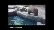 نجات دادن کلاغ توسط خرس