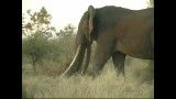 بزرگترین فیل جهان