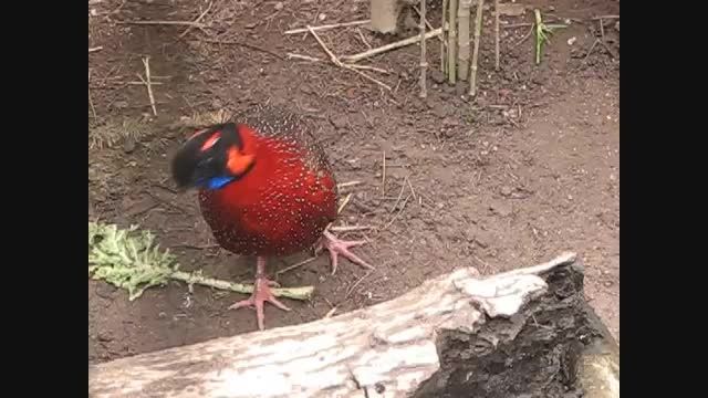 frontal courtship of a tragopan satyra