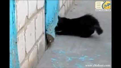 نجات سگ توسط گربه از سوراخ دیوار