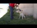 آموزش سگ دست دادن پارس کردن