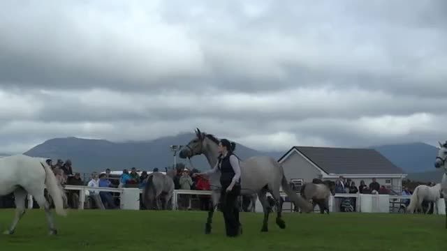 Connemara Pony