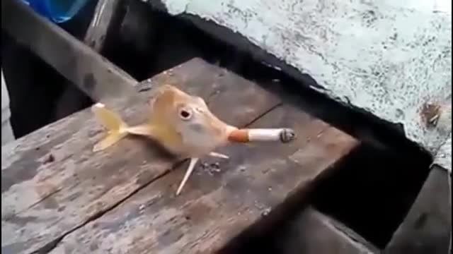 سیگار کشیدن ماهی