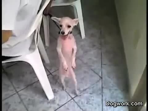 سگ رقاص سالسا !