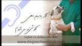 آموزش سگ کمک رسان به نابینایان در باشگاه مدرسه سگها