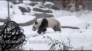 شادی عجیب یک خرس پاندا به خاطر بارش برف!