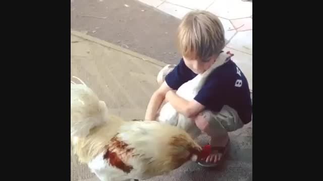 مرغ دوس داشتنی