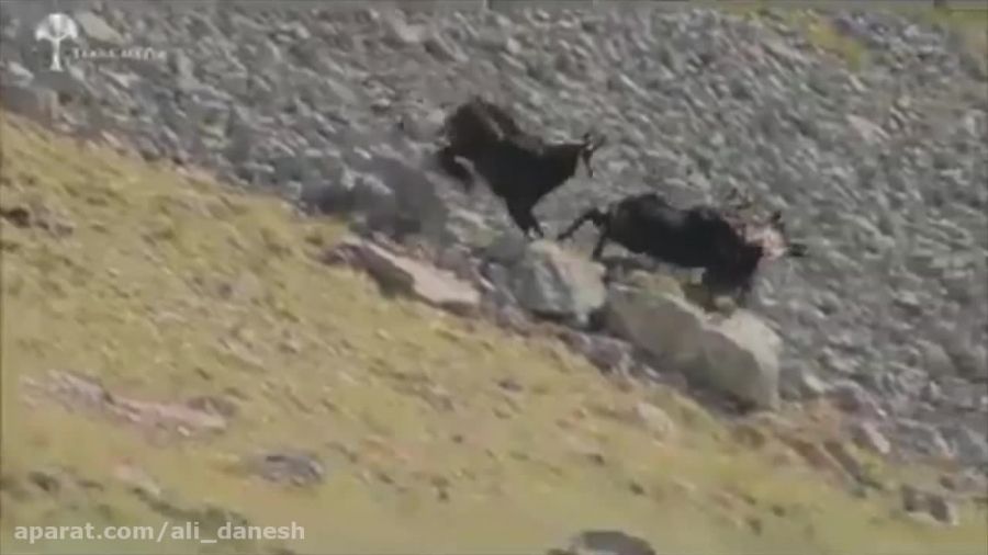 شکار ناموفق عقاب در کوهستان