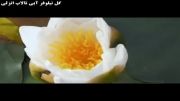 گل نیلوفر آبی تالاب انزلی- استان گیلان