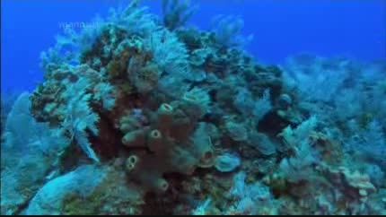 گاوهای دریایی بلیز	 	از مجموعه	 	آخرین زیستگاه های زمین