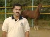 اسب ایران بهترین اسب جهان