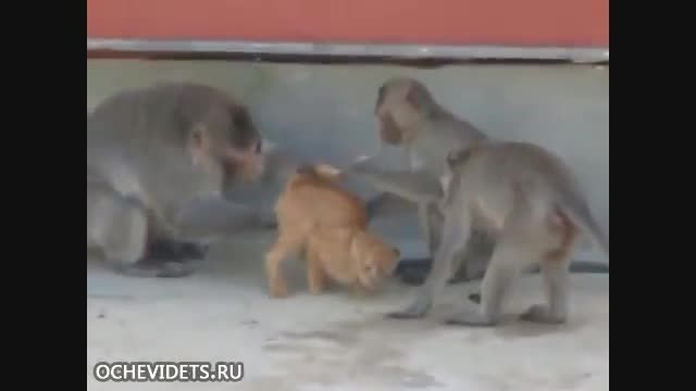 میمون های مریض