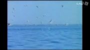 مستند قدیمی دریاچه ارومیه Flamingos Return to Urmia