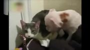 گربه غیرتی در برابر بوسه یک سگ!