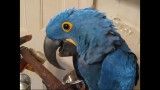 Hyacinth Macaw