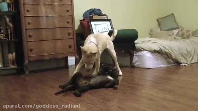 Baby Wolf vs Baby Dog