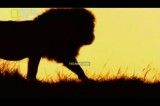 شکارچیان شیر-National Geographic I Predator Lion.flv
