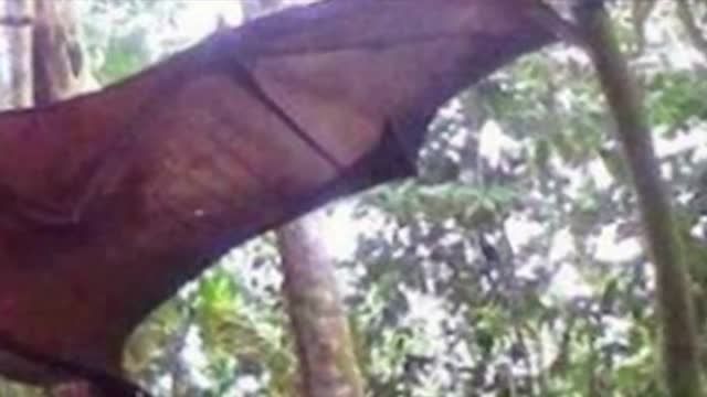 بزرگترین خفاش دنیا - خفاش غول آسا