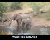 شکار فیل توسط کروکودیل