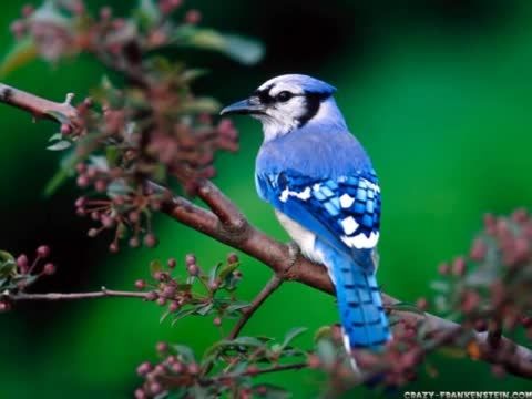 صدای خوش بهار با آواز پرندگان