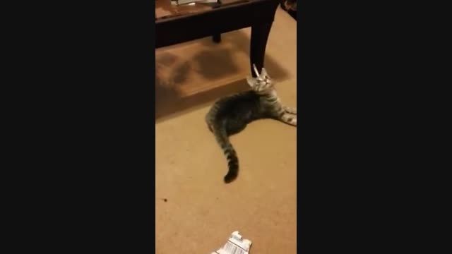 گربه رو گذاشتن سرکار