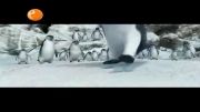 رقص پای پنگوئن