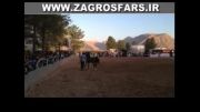 مسابقات كشوری زیبائی اسب دره شور(نریان های بالای 7 سال)