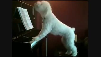 سگ بامزه پیانیست!