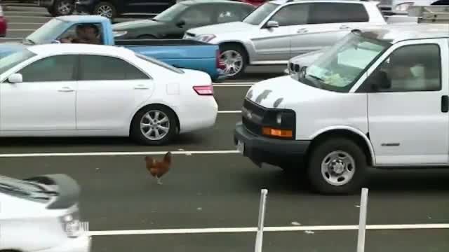 مرغ سرکش پلیس آمریکا را سرکار گذاشت